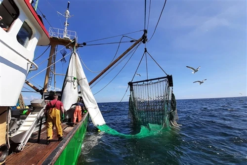 さまざまな釣り用途に適した漁網を選択する方法